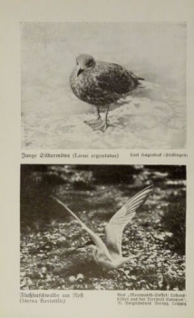 1926 - Silbermöwe, Flußseeschwalbe / Ringelgänse, Teichhuhn - alter Druck